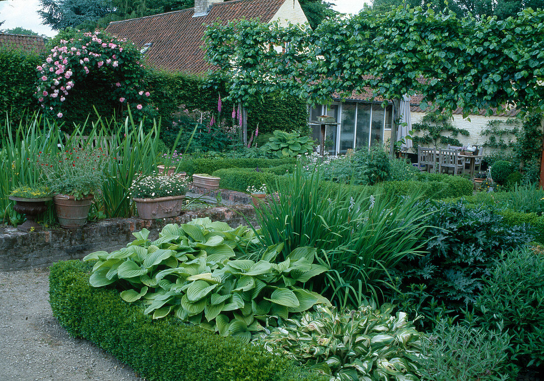 Formaler Garten mit Buxus (Buchs-Hecken), Rose 'Constance Spry' (Engl. Rose, Kletterrose), einmalblühend, duftend, Hosta (Funkien)
