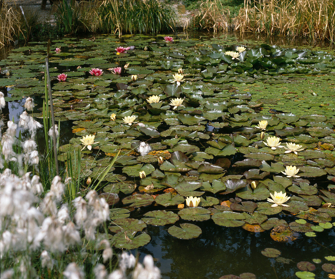 Pond with water lilies