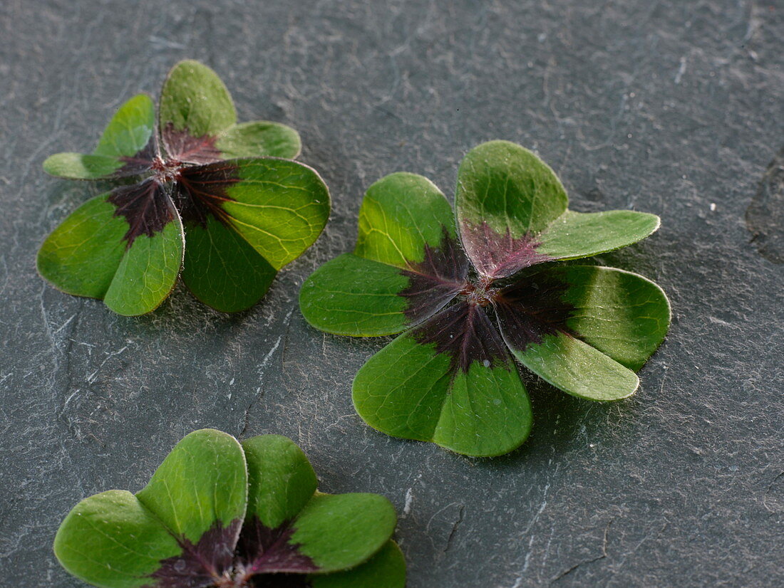 Leaves of Oxalis deppei (Lucky Clover)