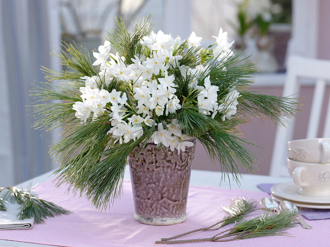 Fragrant winter bouquet of Narcissus 'Ziva', Pinus