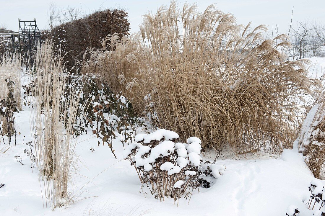 Verschneites Beet mit Miscanthus (Chinaschilf), Molinia (Pfeiffengras)