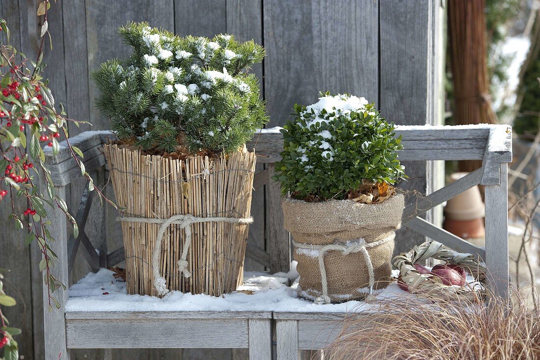 Garden shed in winter