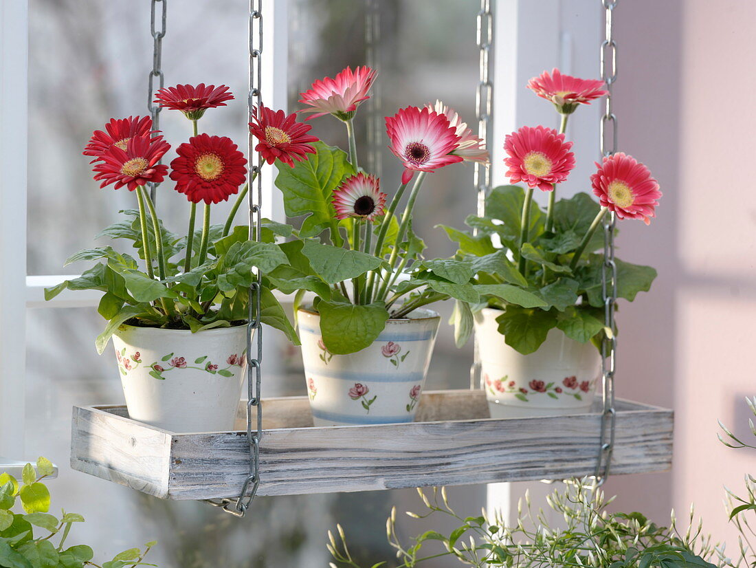 Gerbera in Töpfen mit Blümchendekor in Holzuntersetzer im Fenster aufgehängt