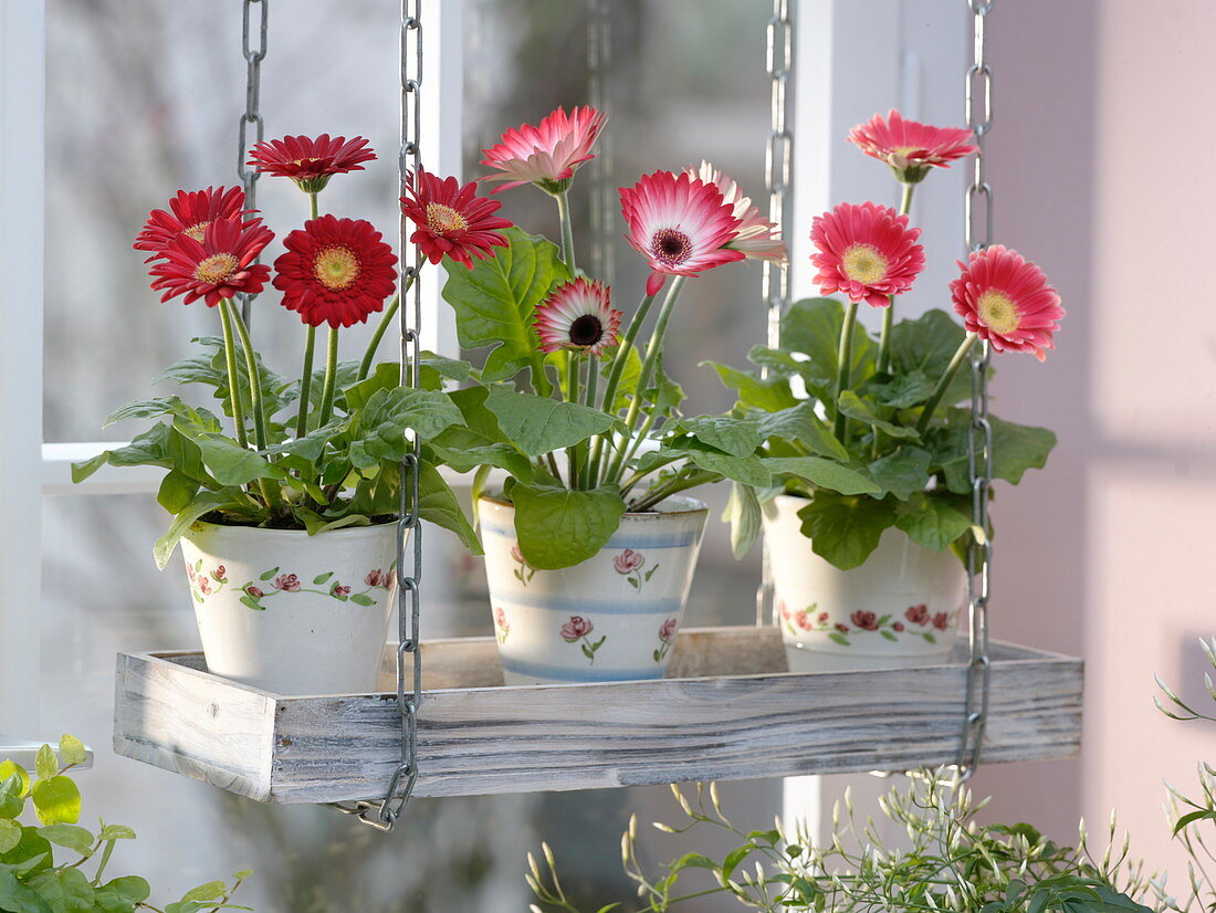 Gerbera in pots with flower decoration hung in wooden coasters in the window