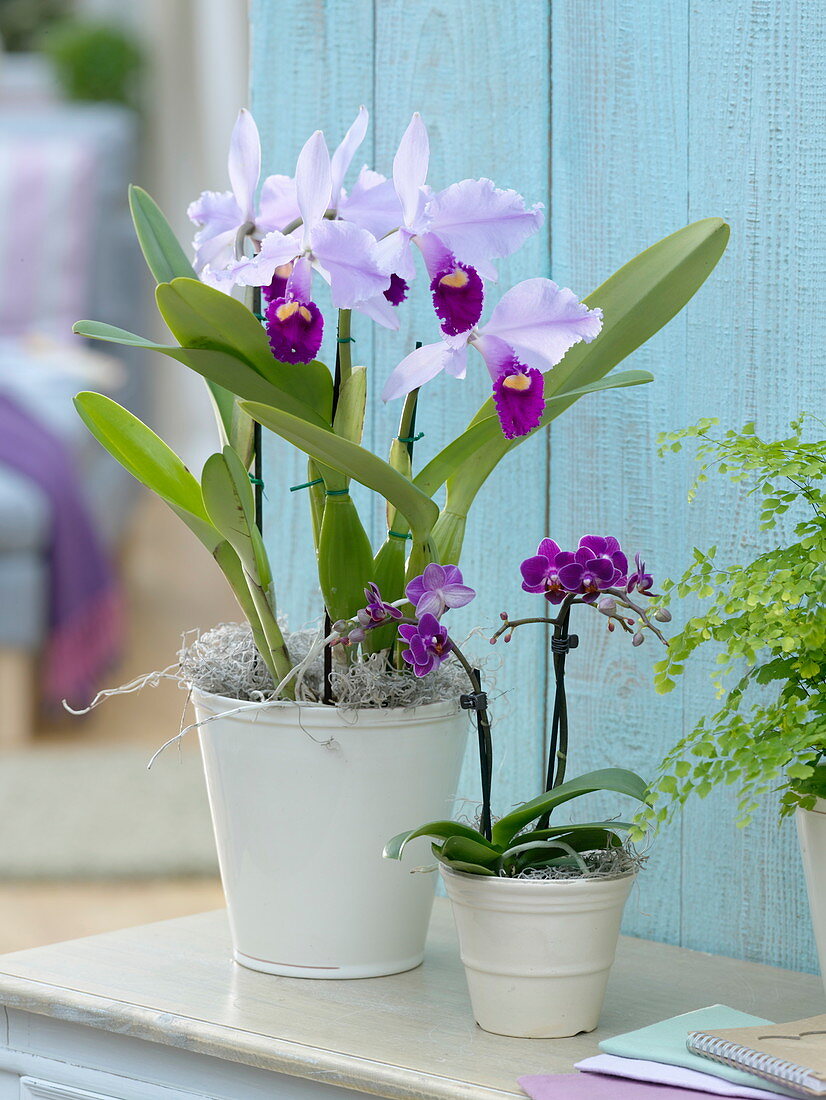 Cattleya trianae and mini Phalaenopsis