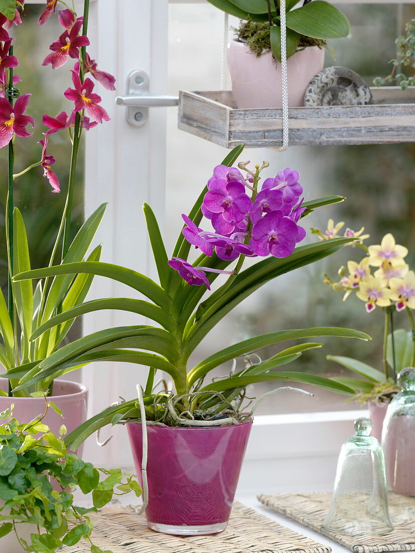 Orchid window with Vanda, Phalaenopsis and Cambria