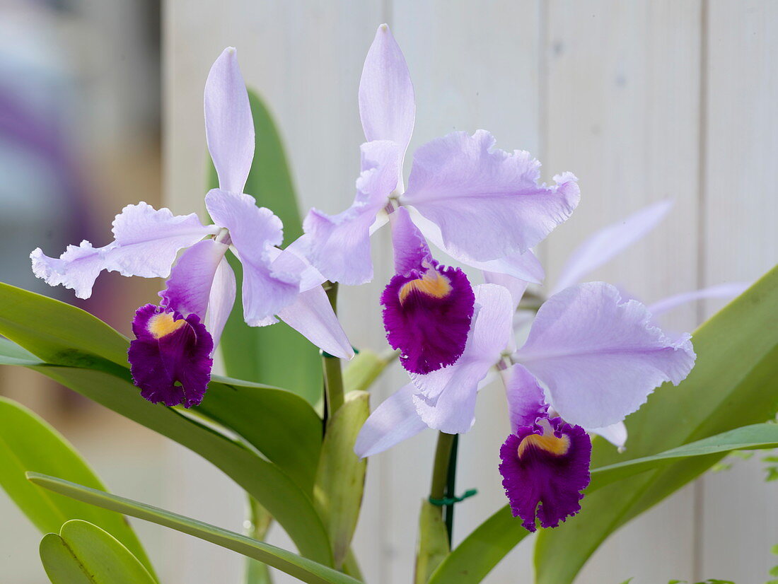 Cattleya trianae (Orchidee)