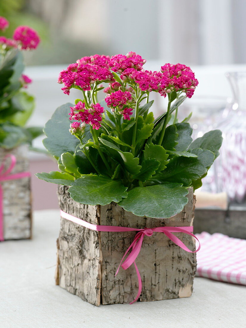 Kalanchoe Calandive 'Dark Pink', glass with bark