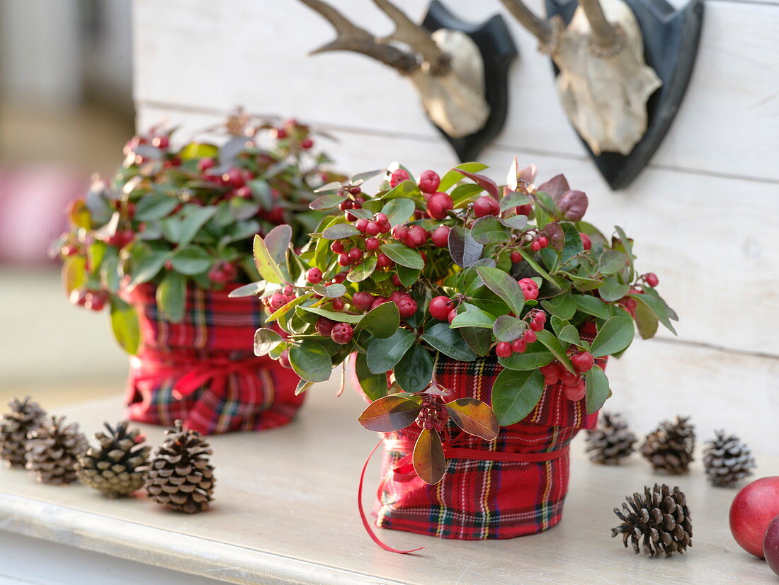 Gaultheria procumbens (Scheinbeeren) im Schottenrock