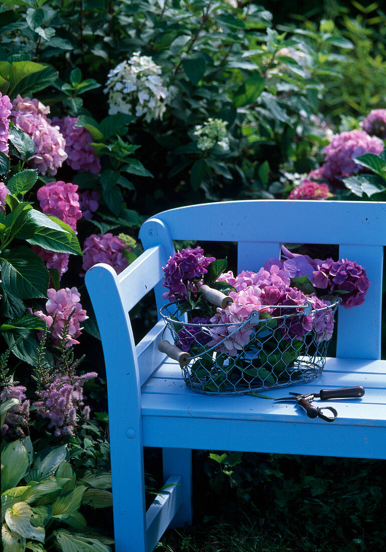 Hydrangea macrophylla (Hydrangea)