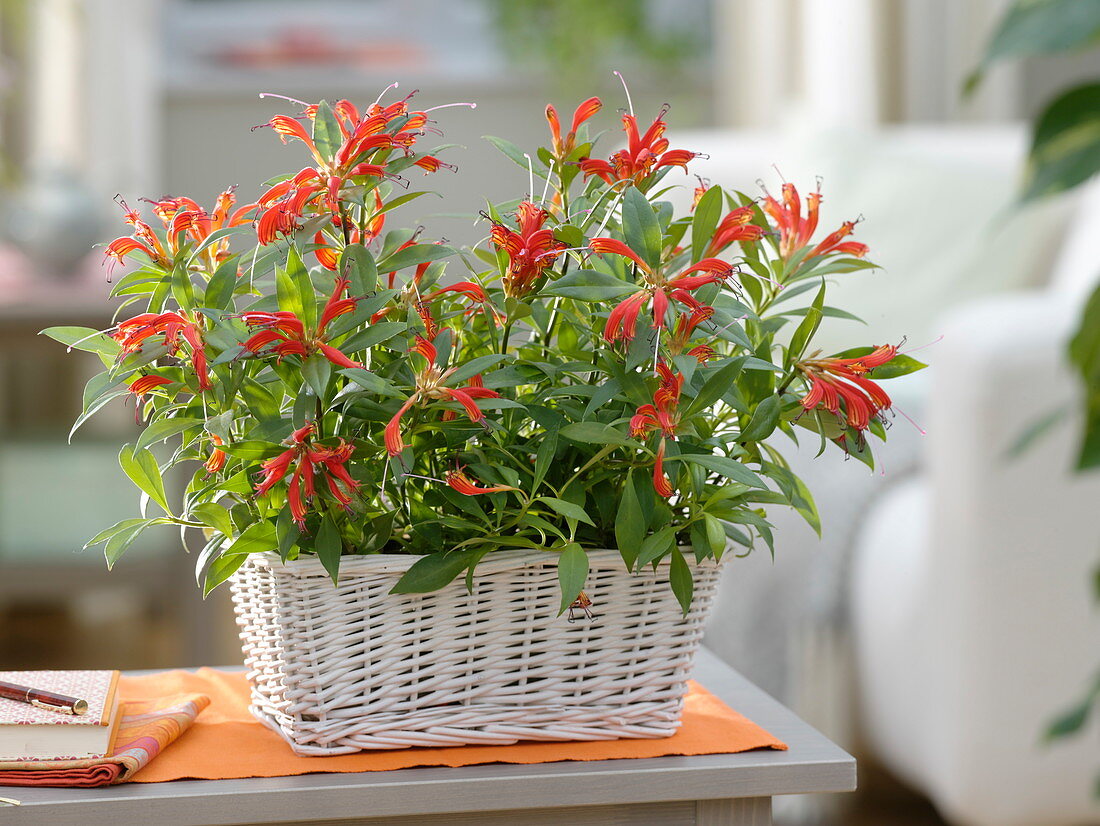 Aeschynanthus 'Rubens' (pubic flower) in a white basket