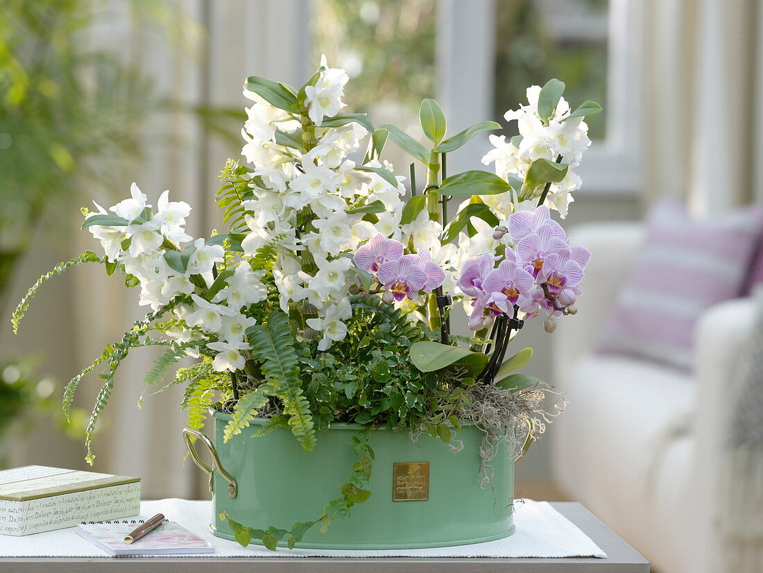Bowl with Dendrobium Nobile, Phalaenopsis 'Table Dance' (orchids)