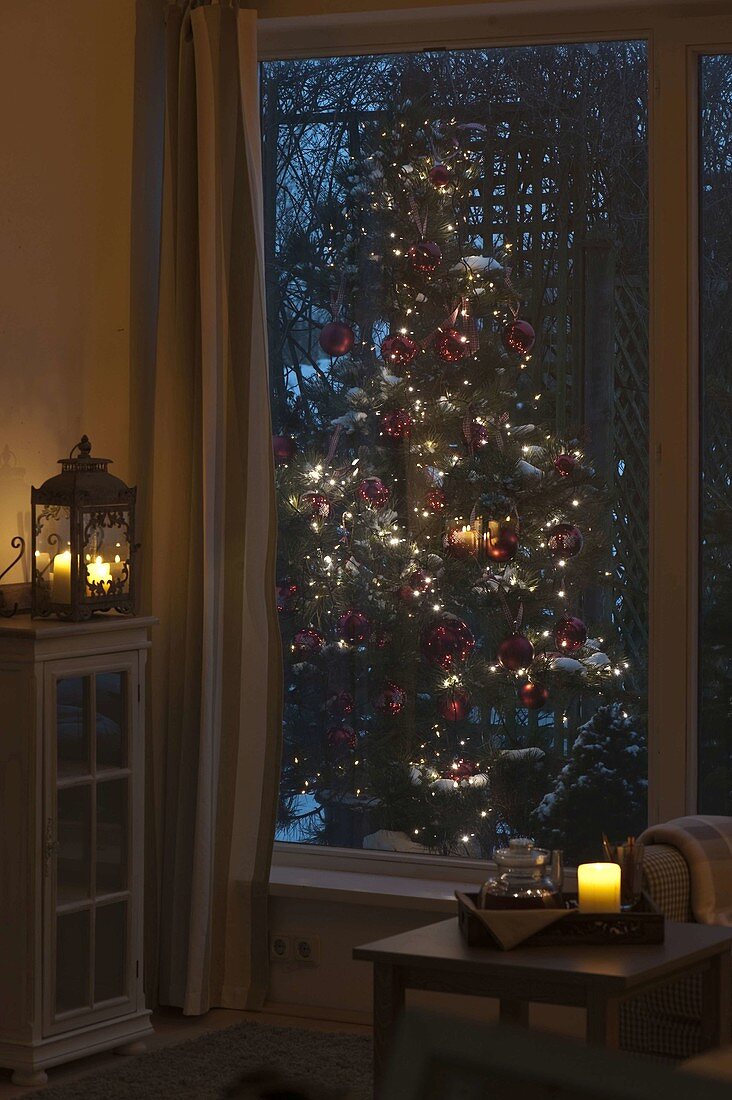 View from the room on snow-covered pine tree (Pinus)