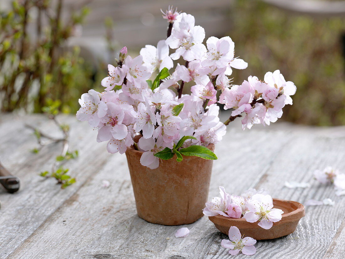 Flowering Prunus dulcis (almond) branches in terracotta vase