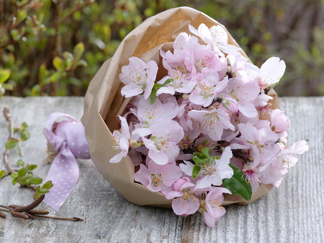 Flowering branches of Prunus dulcis (almond)