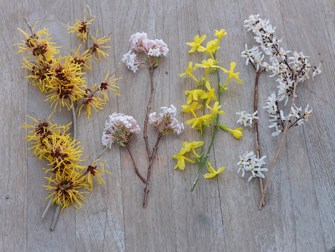 Branches of winter flowering shrubs