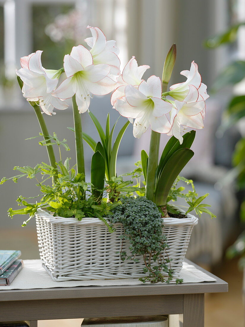 Hippeastrum 'Picotee' (Amaryllis), Pteris (Saumfarn) und Pilea