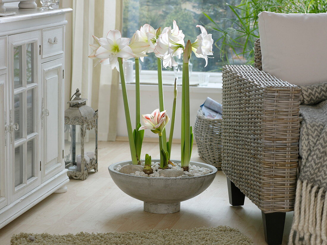 Hippeastrum 'Picotee' 'Flaming Striped' in a shallow shell