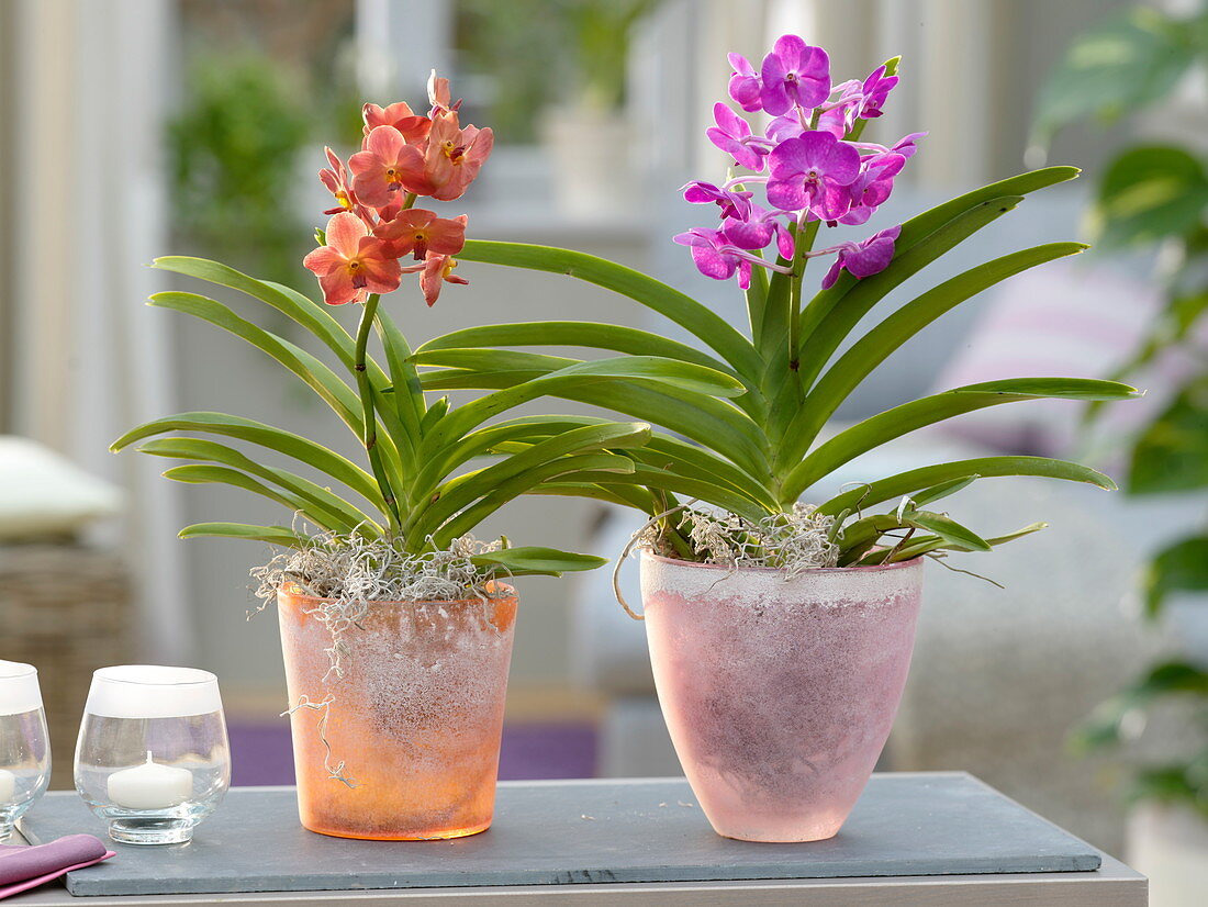 Vanda 'Pink Delight', 'Ascocenda Orange' (orchids)