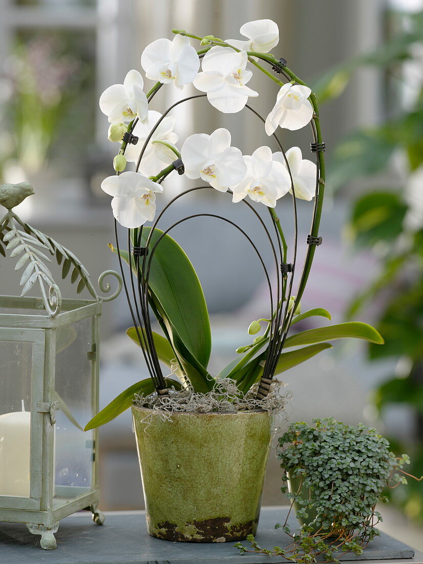 Phalaenopsis (Malay flower, butterfly orchid), Pilea (cannon flower)