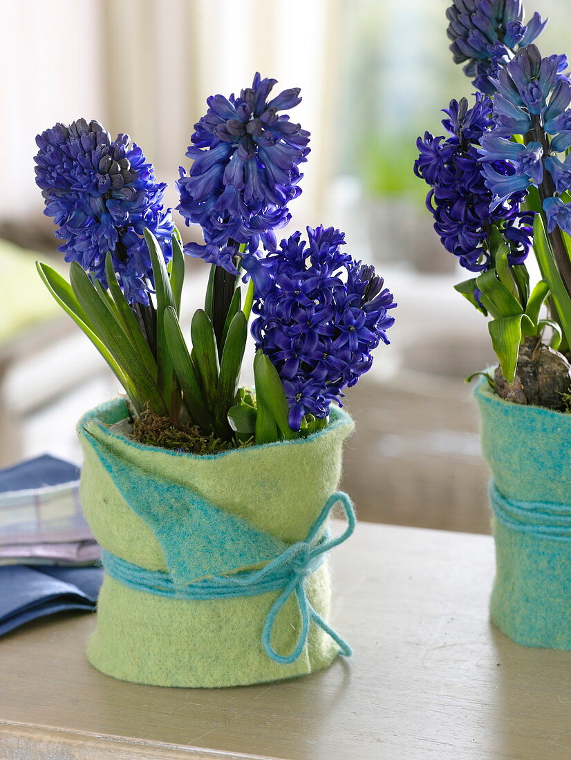 Hyacinthus (Hyazinthen) in mit Filz umwickelten Töpfen