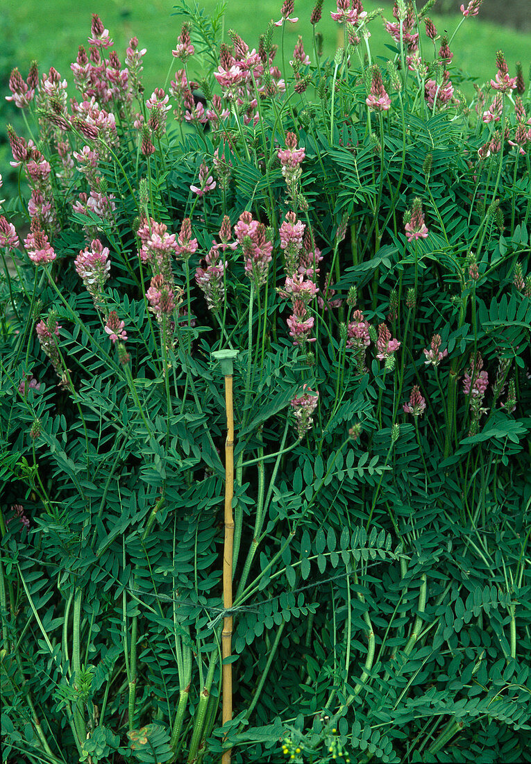 Onobrychis viciifolia (seed parsley)