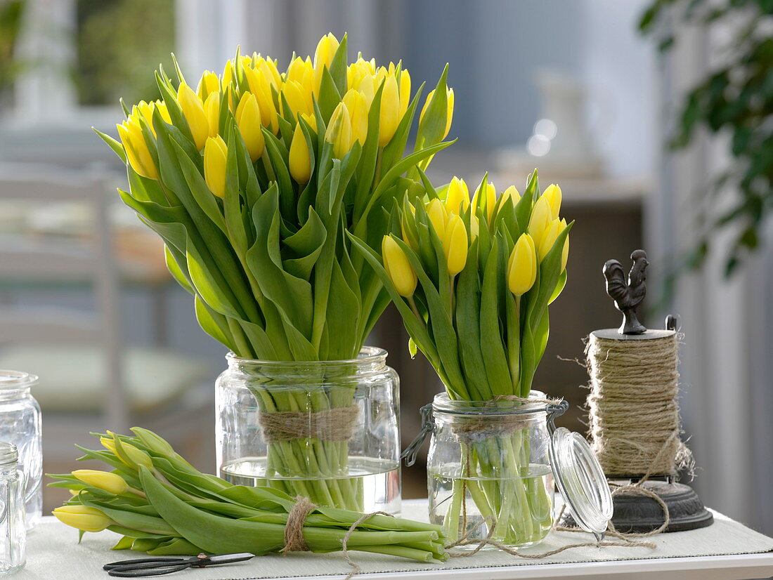 Tulipa 'Strong Gold' (Tulpen) als Stehstrauß in Einmachgläsern