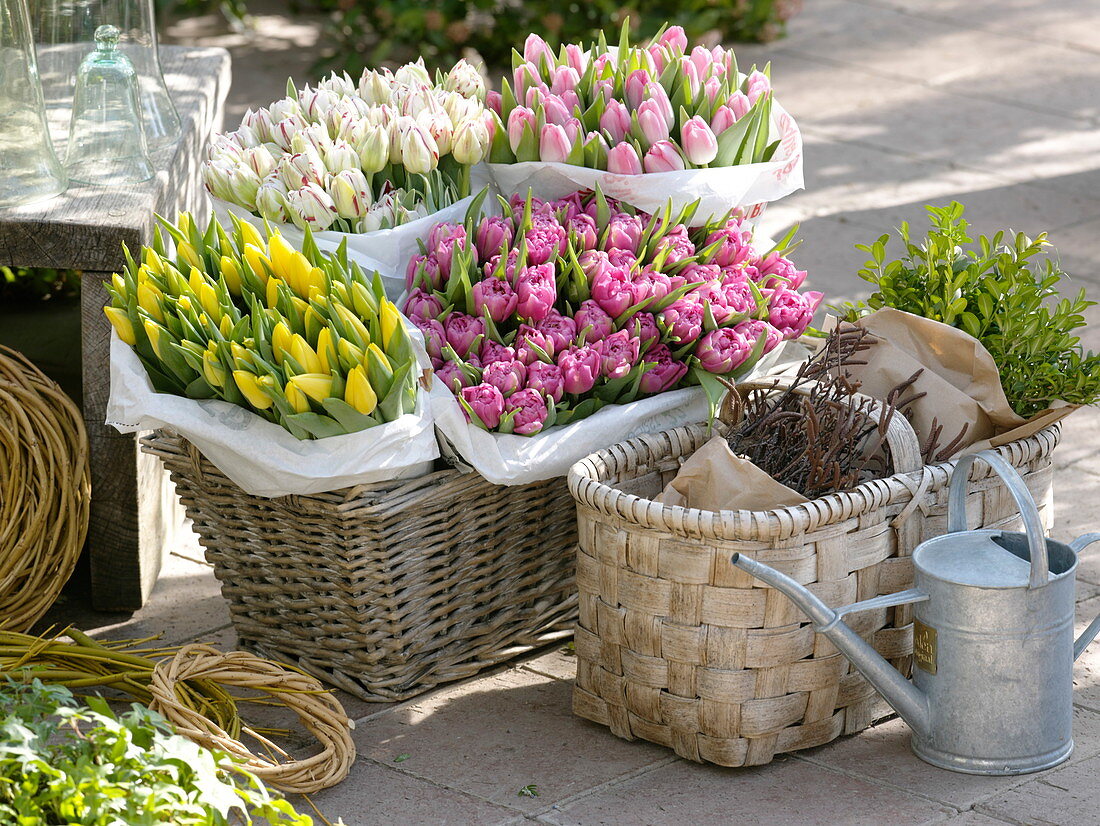 Baskets of Tulipa 'Dynasty' Pink, 'Strong Gold' Yellow, 'Carneval de Nice'