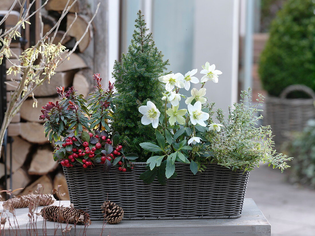 Basket box with Chamaecyparis (false cypress), Helleborus niger