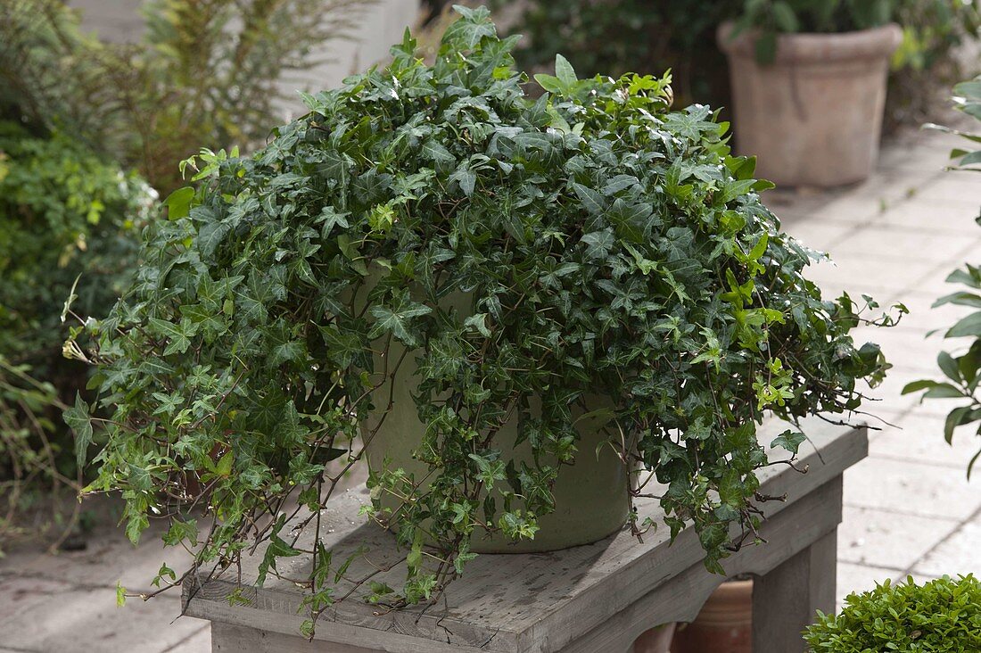 Hedera helix 'Asterisk' (Efeu)