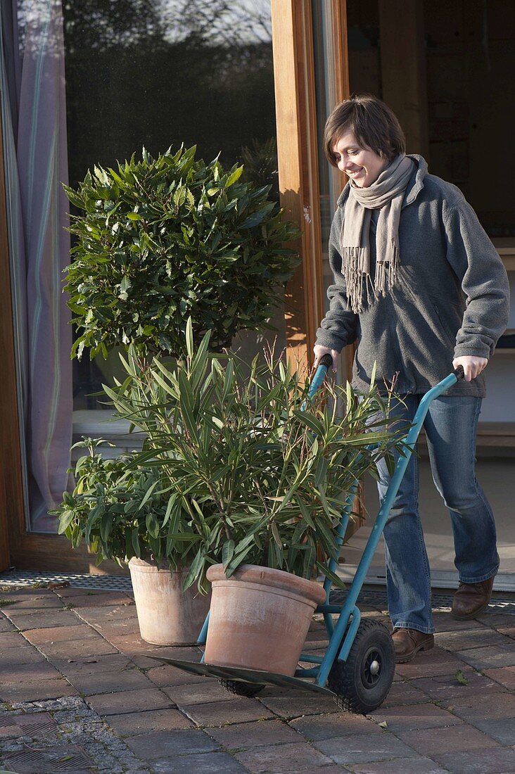 Transport potted plants with a sack truck