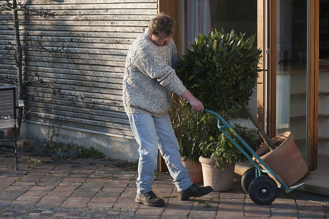 Moving potted plants in and out with hand truck