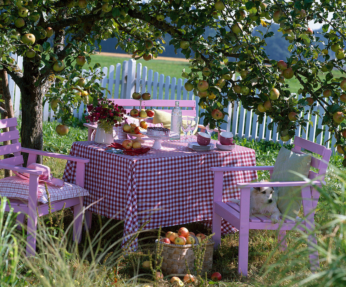 Rosa seating group under Malus (apple tree)