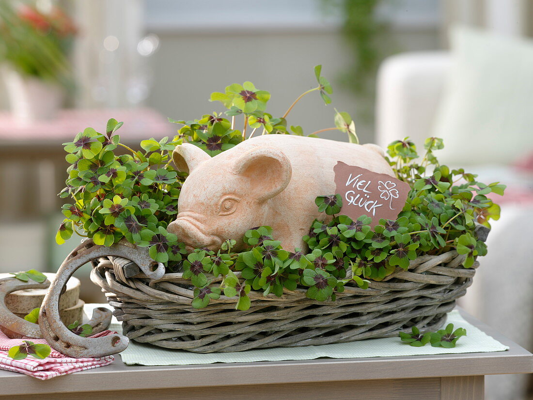 Lucky pig in the basket with oxalis deppei (lucky clover)