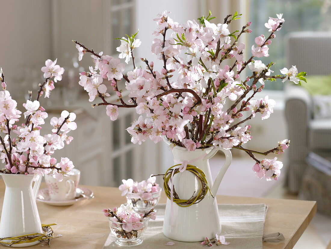 Branches of Prunus (ornamental cherry) in white pitchers