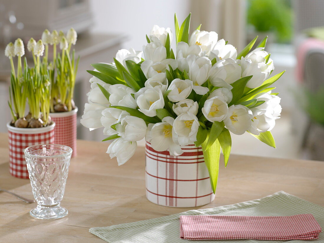 Tulipa 'Royal Virgin' (tulips), Muscari 'White Magic' (grape hyacinths)