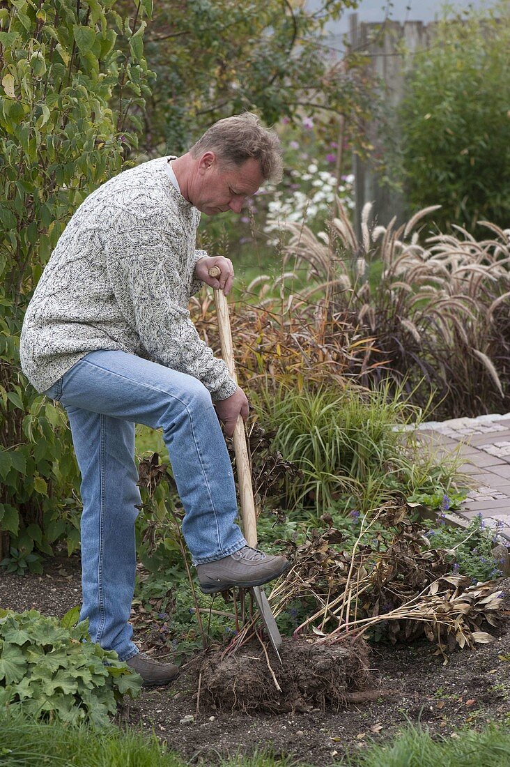 Man divides Paeonia (peony)