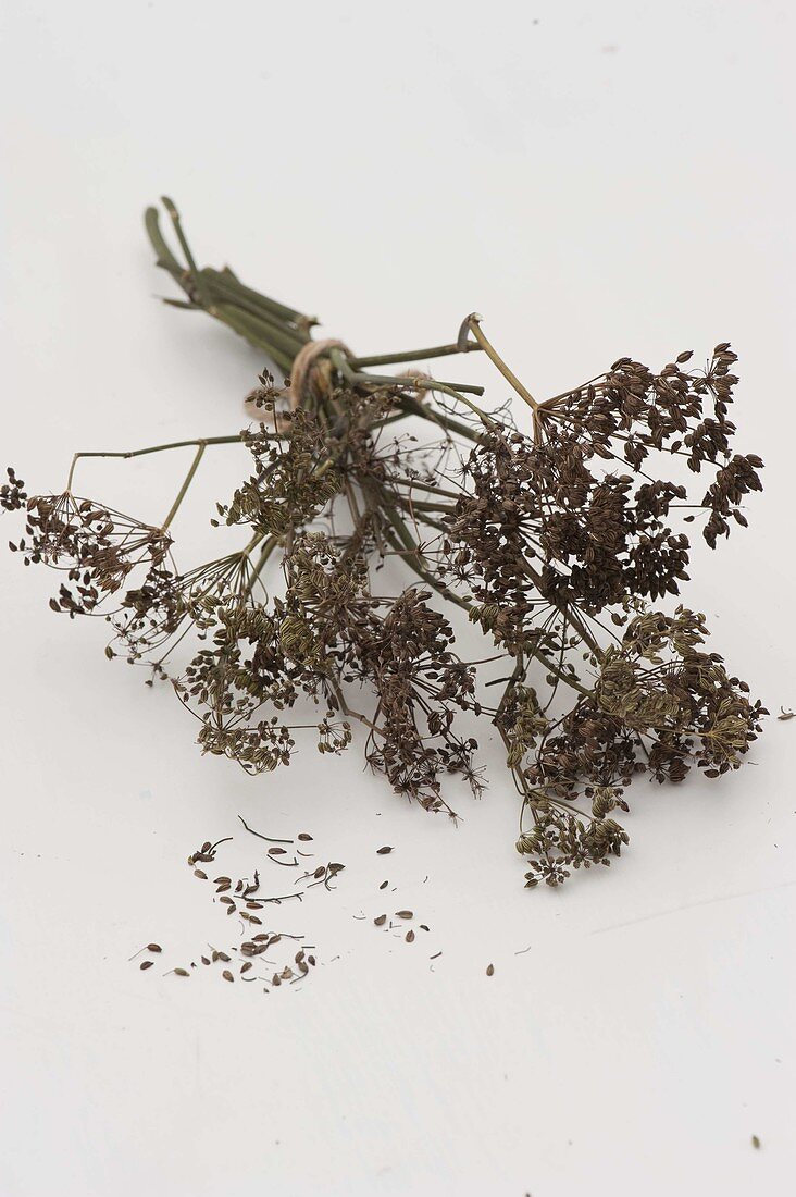 Dry seeds of fennel (Foeniculum vulgare)