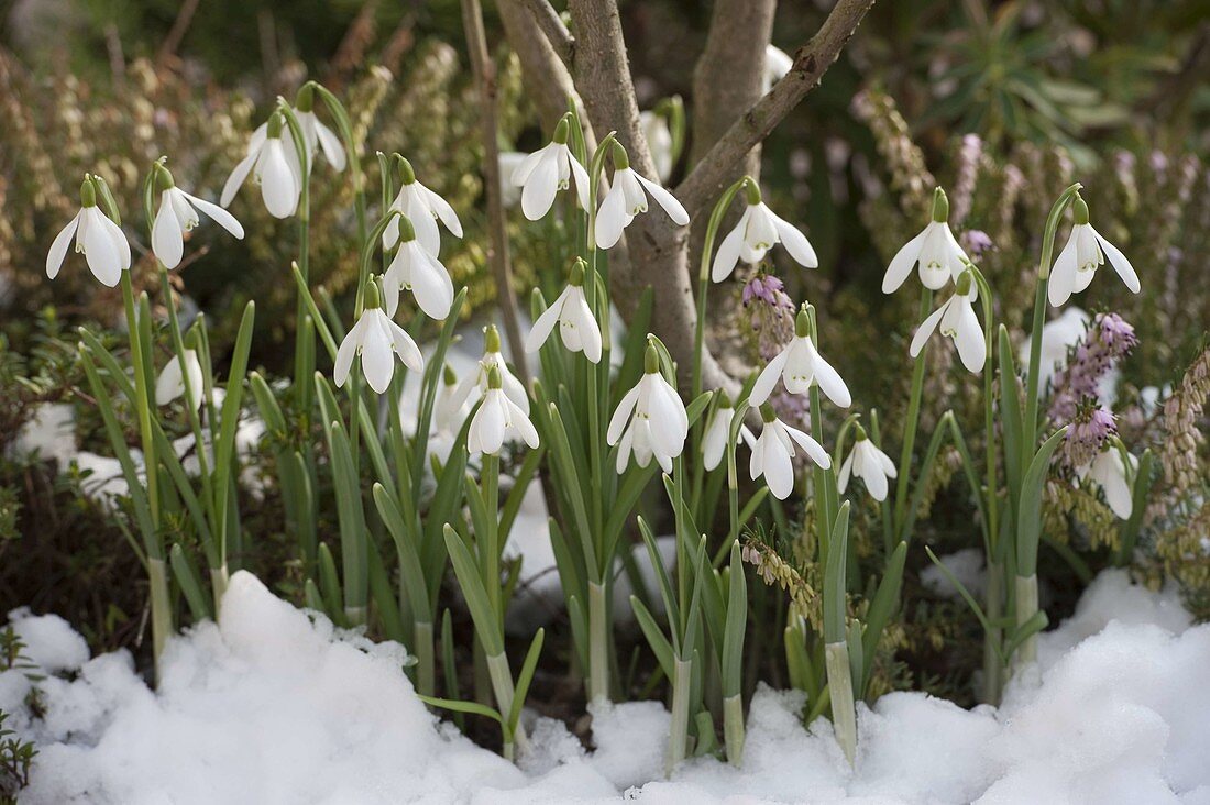 Galanthus (Snowdrop) with snow in the garden