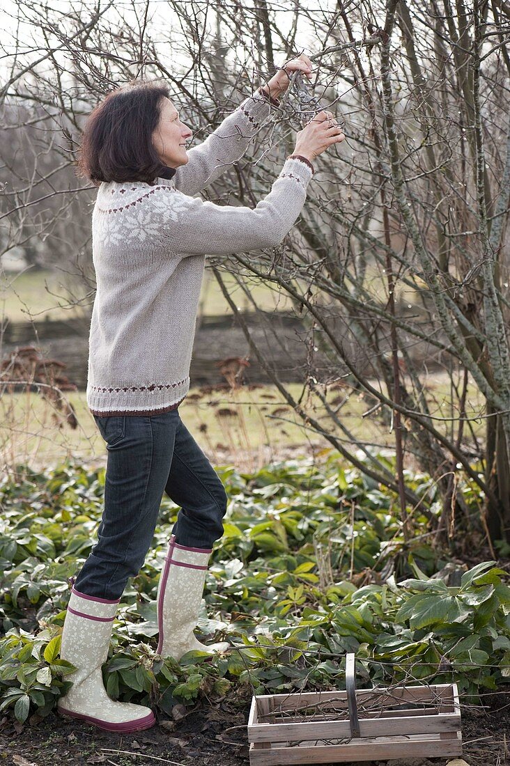 Twigs of flowering shrubs cut for forcing