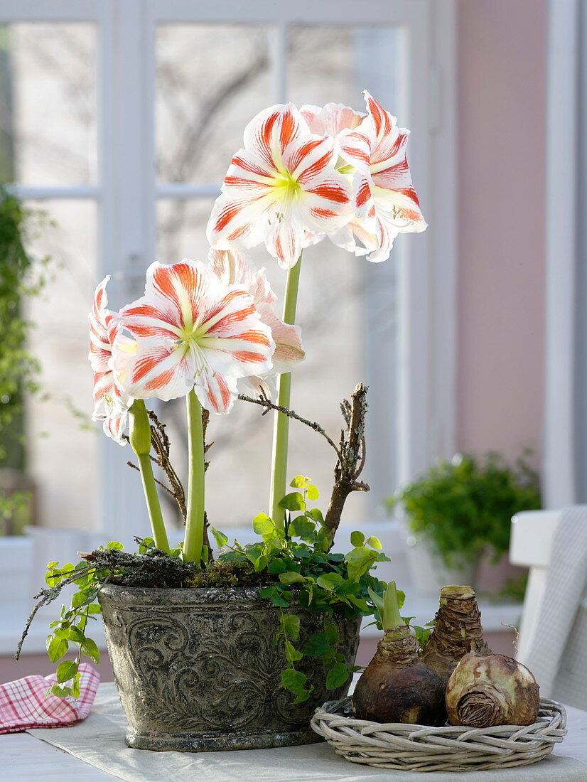 Hippeastrum 'Flaming Striped' (Amaryllis) in rustikaler Schale