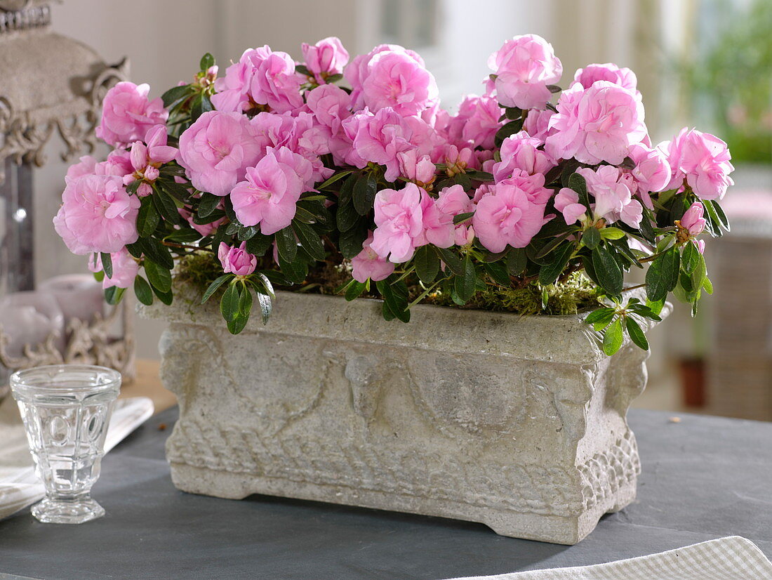 Rhododendron simsii (indoor azalea) in rustic box