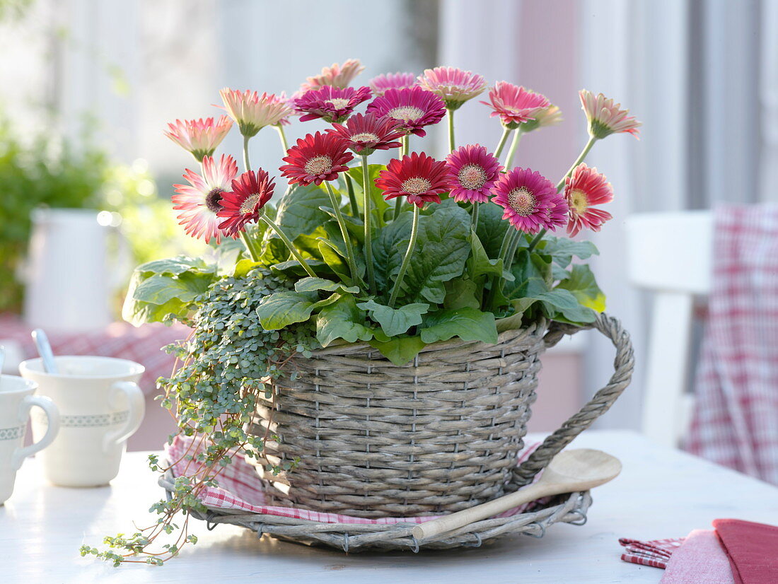 Gerbera and Pilea (Cannon flower) planted in wicker basket