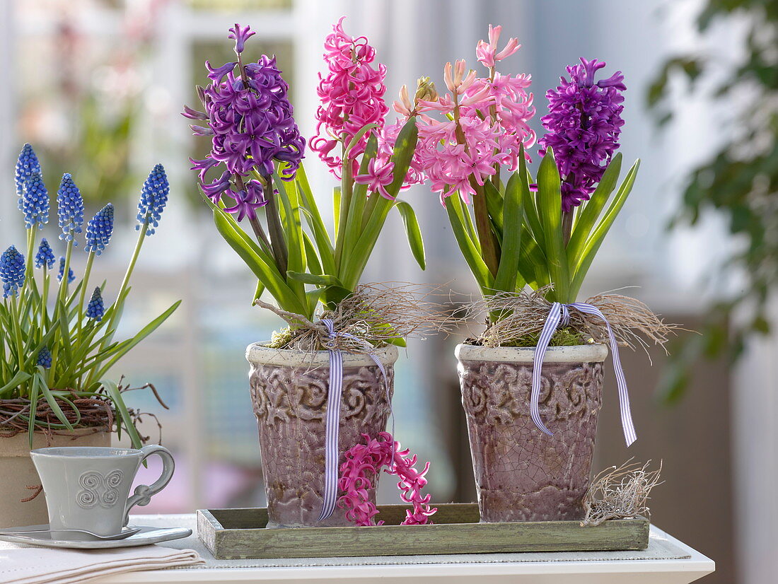 Hyacinthus (Hyacinths), Muscari 'Big Smile' (Grape Hyacinths)