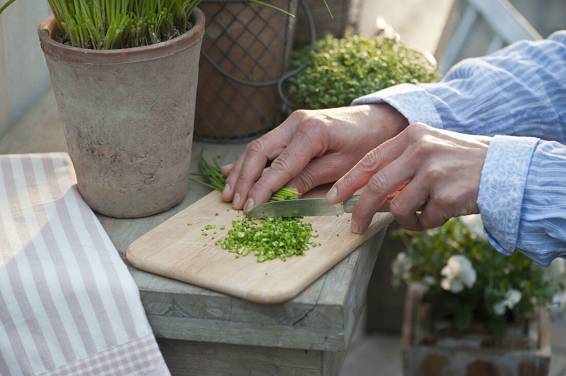 Chop freshly harvested chives