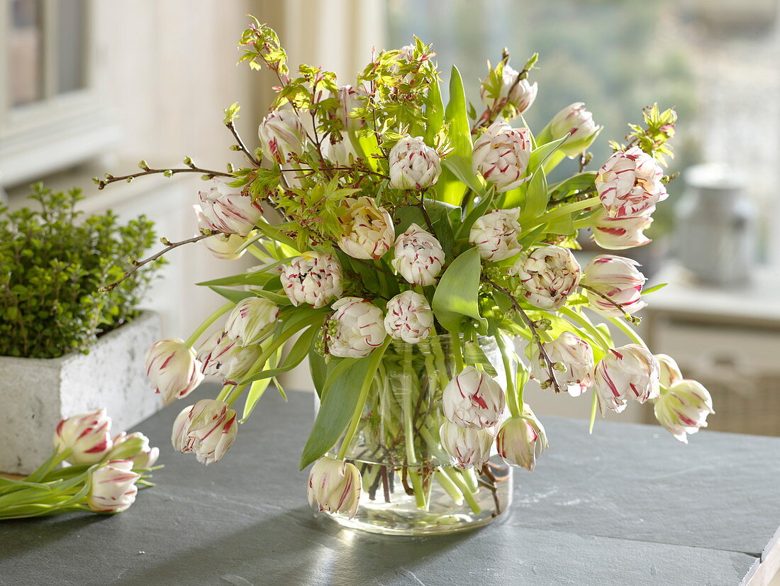 Bouquet of Tulipa 'Carneval de Nice' (double tulips), branches