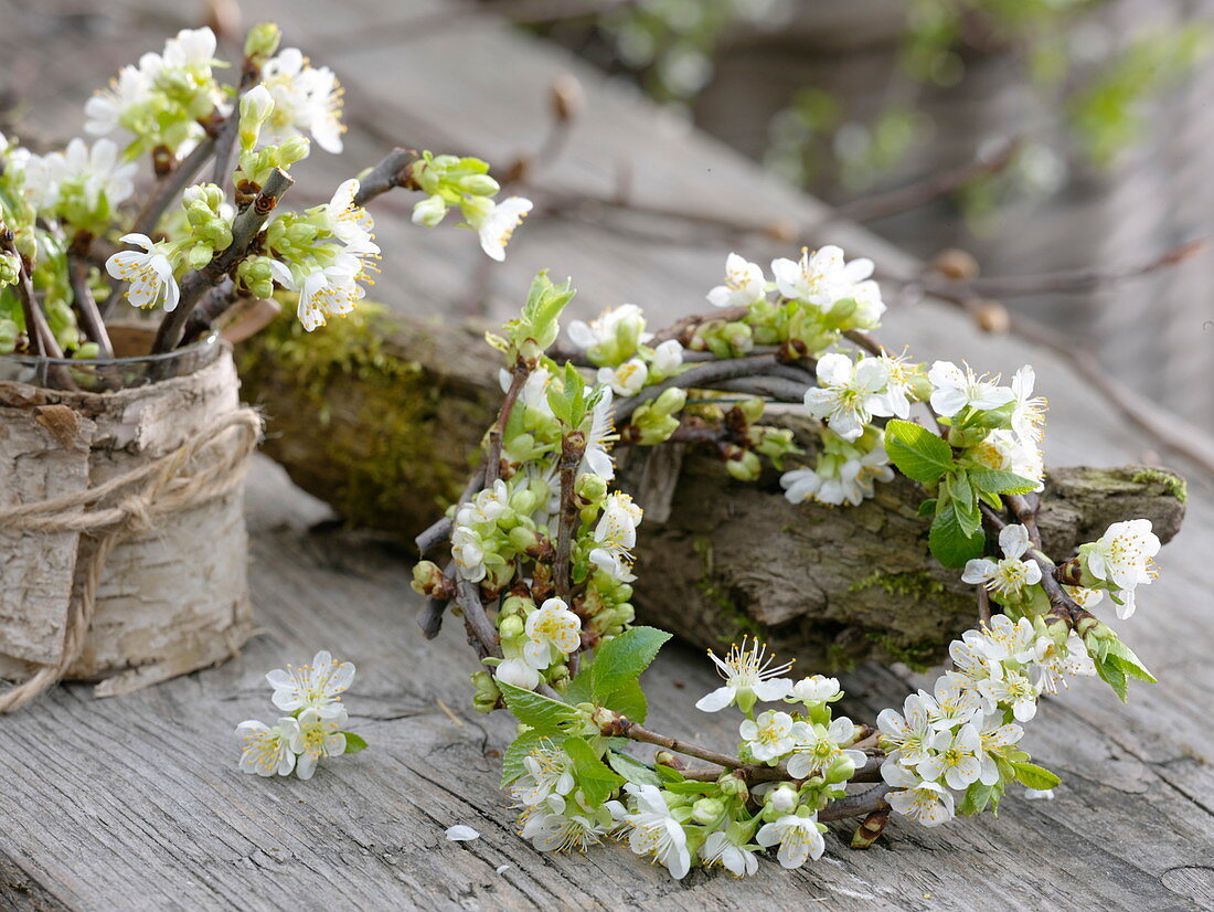 Kränzchen aus Zweigen von Prunus avium (Süßkirsche)