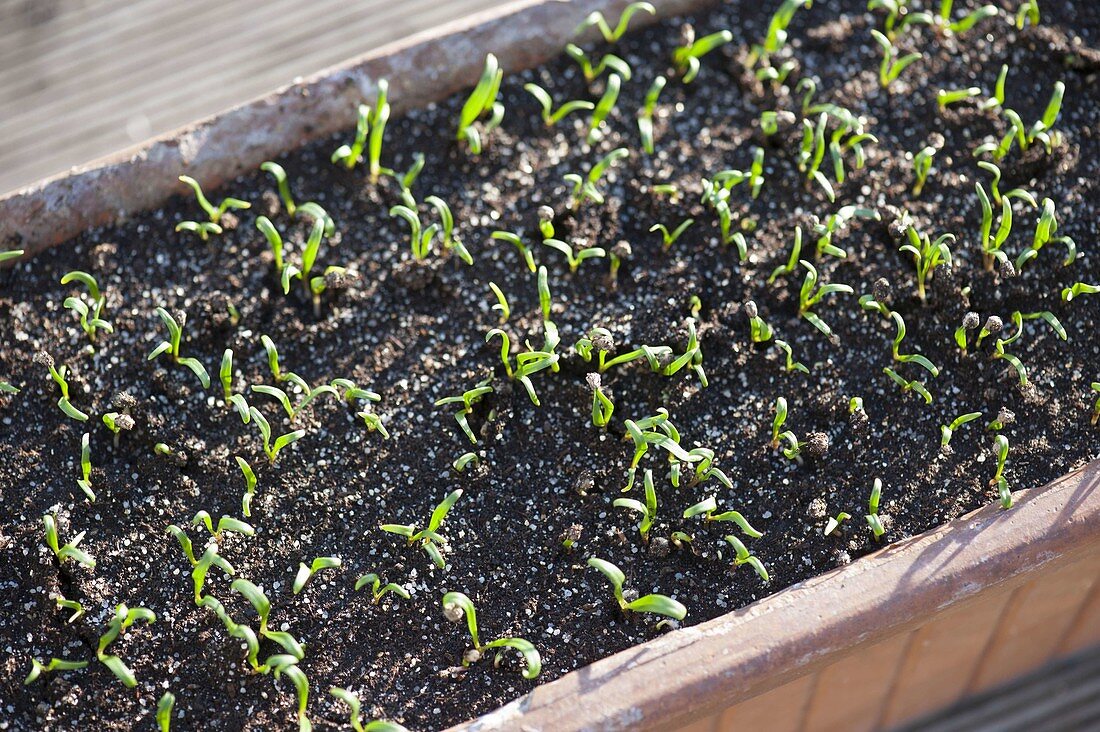 Seedlings of spinach 'Matador'