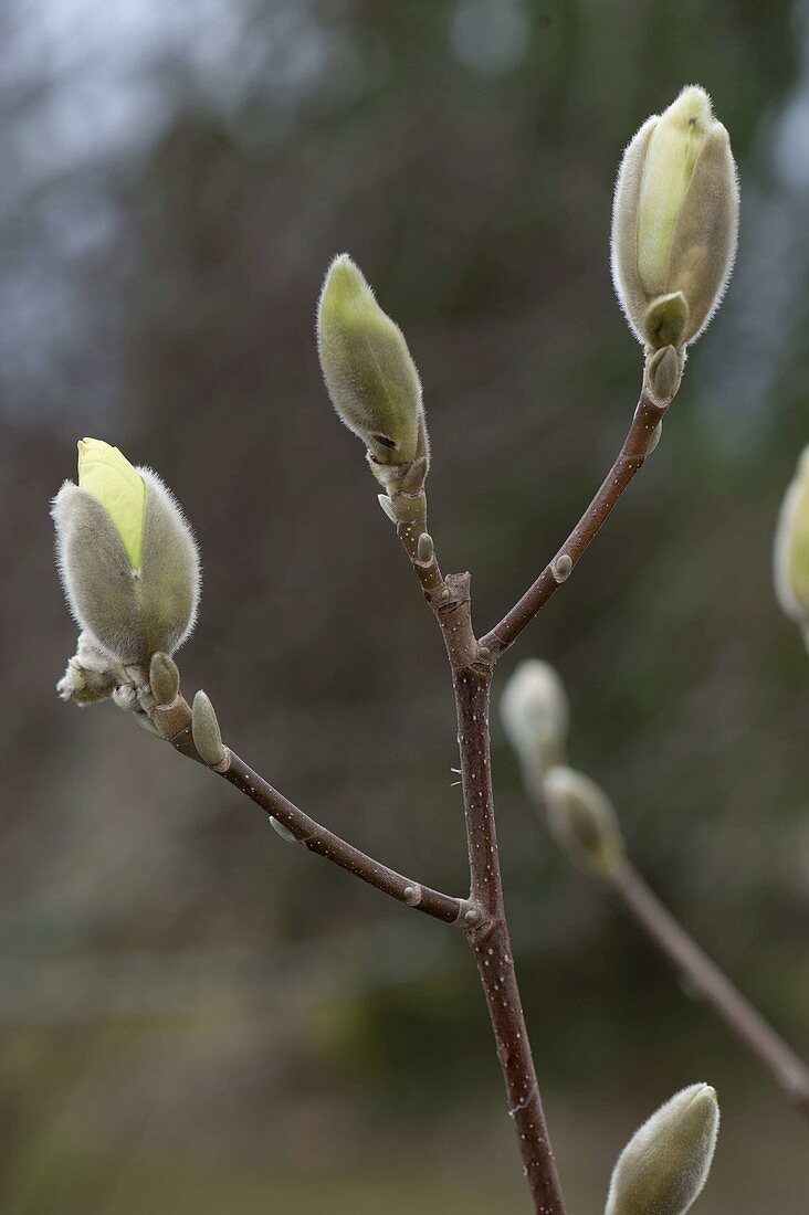 Magnolia denudata 'Golden Dream' (yellow flowering magnolia)