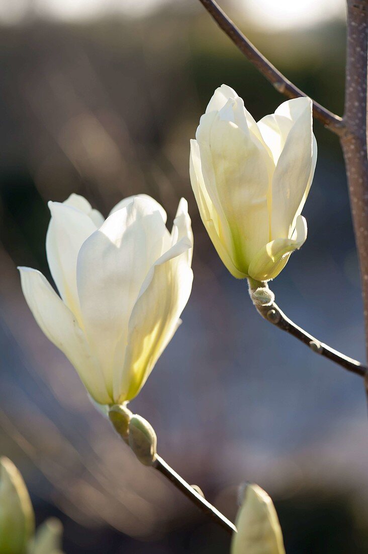 Magnolia denudata 'Golden Dream' (Yellow-flowered magnolia)